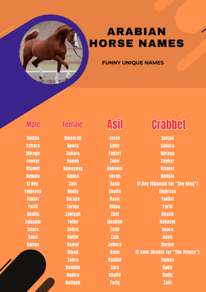 beautiful Arabian horse names with different breeds names