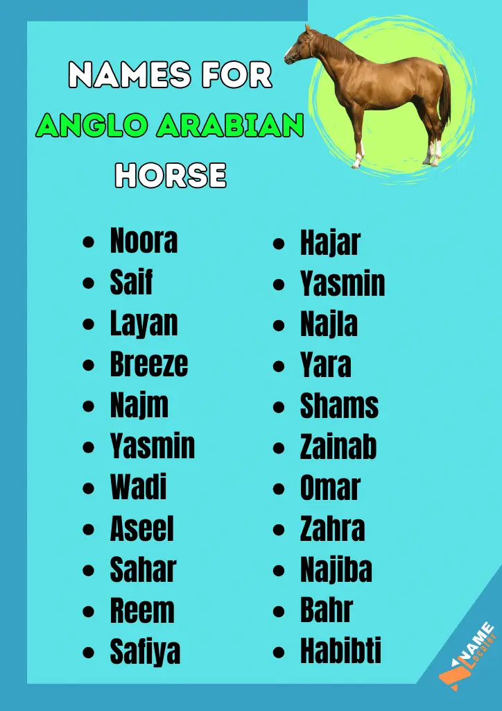 A list of Arabic names for Anglo-Arabian horses.