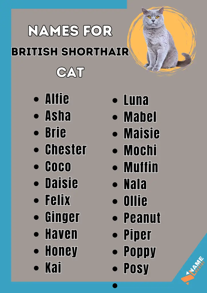 list of name for British Shorthair cat