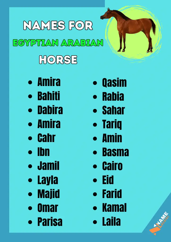 A list of Arabic names for Egyptian Arabian horses.