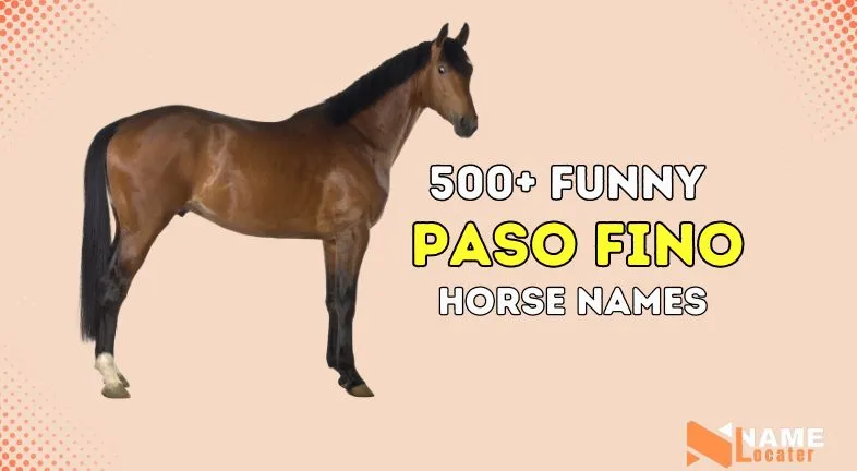 Paso Fino Horse