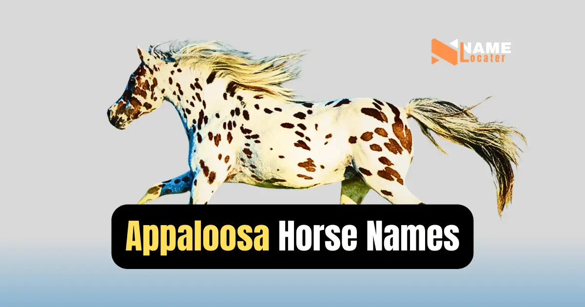 Here’s a list of some popular names for Appaloosa horses