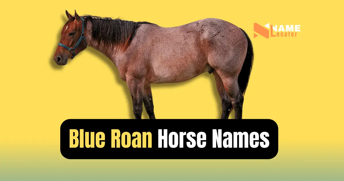 Find the right name for your blue roan horse. Classic, playful, or mythic - this list inspires.