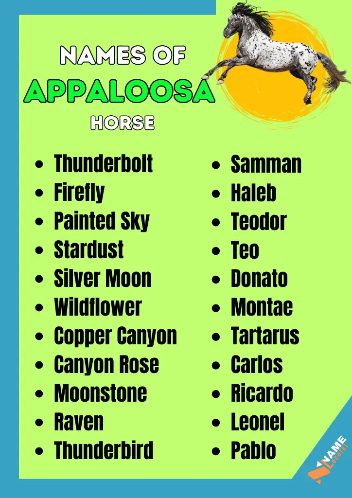  A list of popular Appaloosa horse names