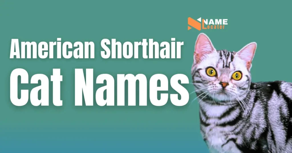 List of names for American Shorthair cats