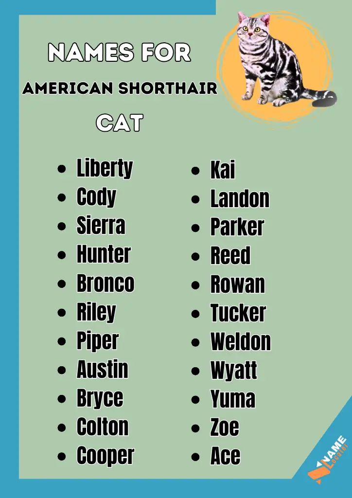 List of names for American Shorthair cats