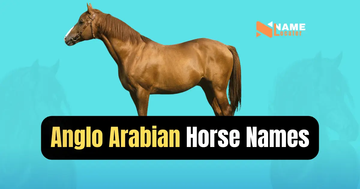 A list of Arabic names for Anglo-Arabian horses.