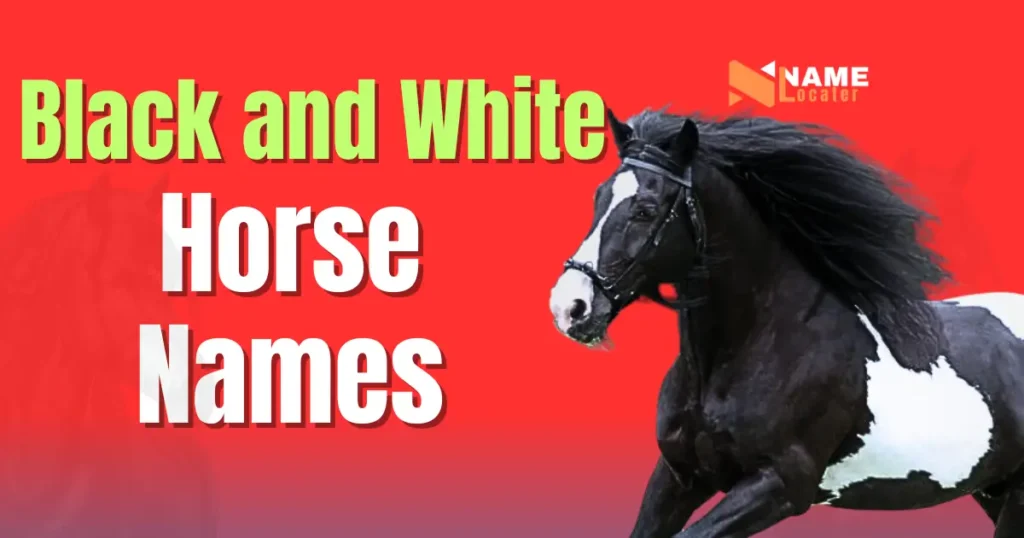 A list of creative names for black and white horses.