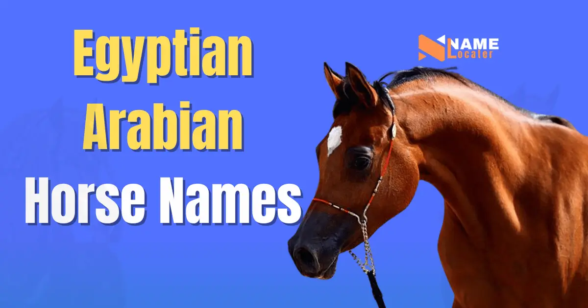 Egyptian Arabian Horse Name Ideas