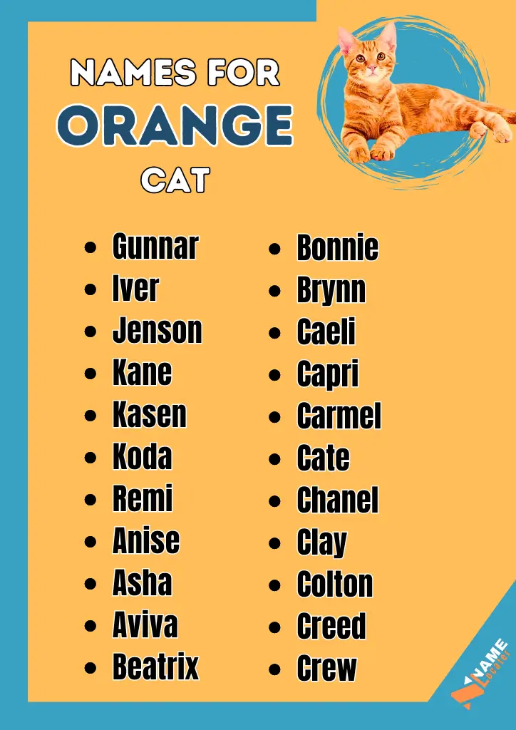 300+ Orange Cat Name Ideas With Meaning