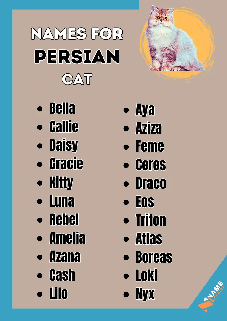 Beautiful Persian cat Names for a fluffy coat and a sweet expression