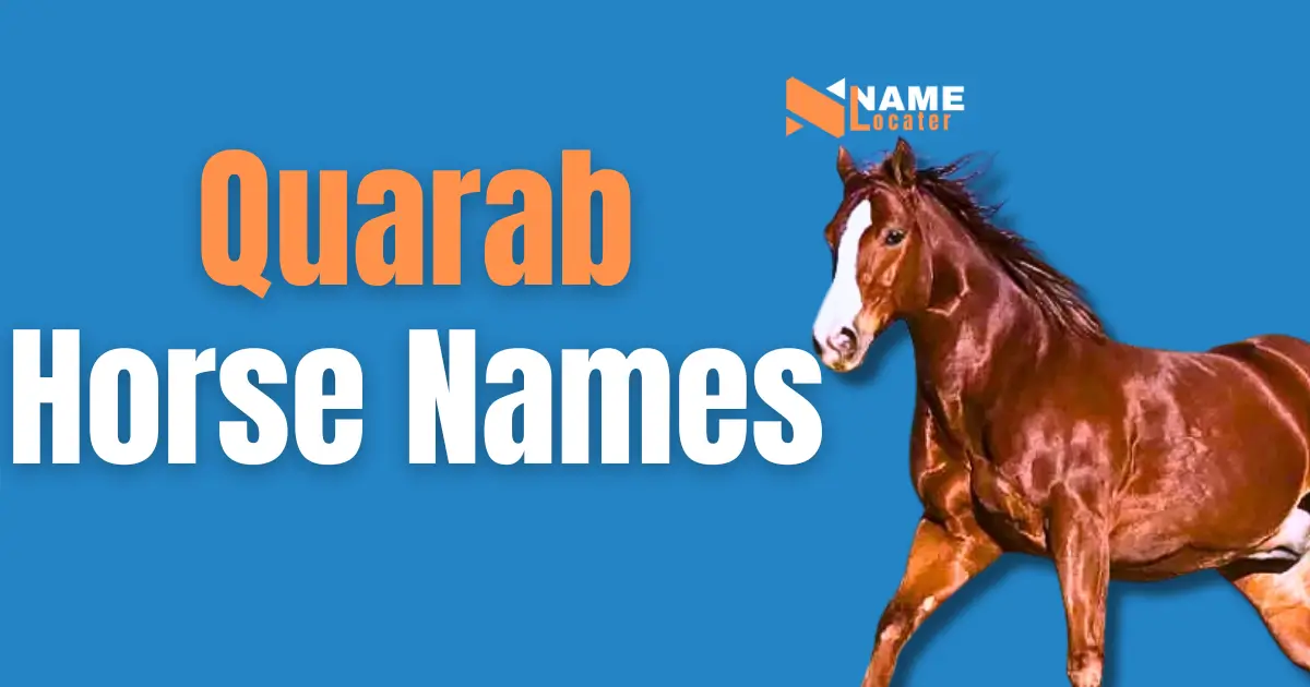 Quarab Horse Name Ideas