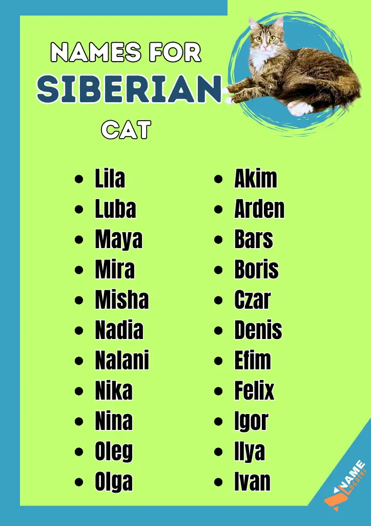 A list of names for Siberian cats in shades of brown and white