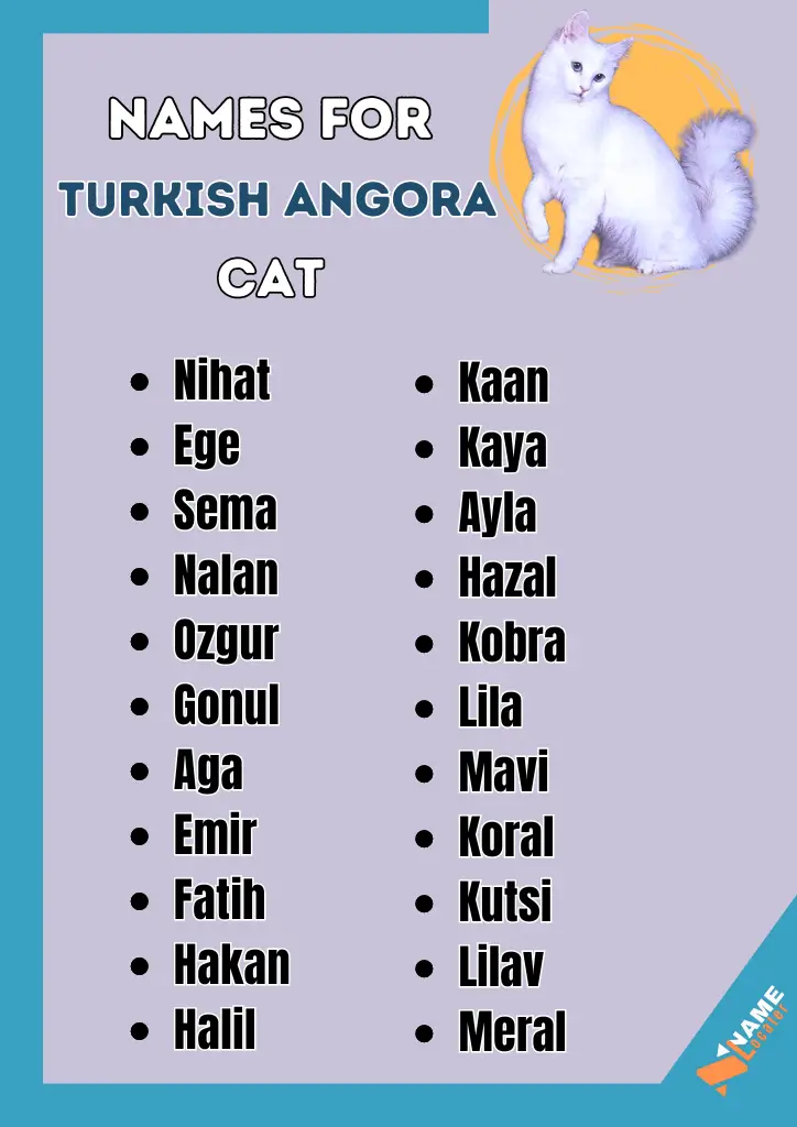 List of Turkish Angora cat names.