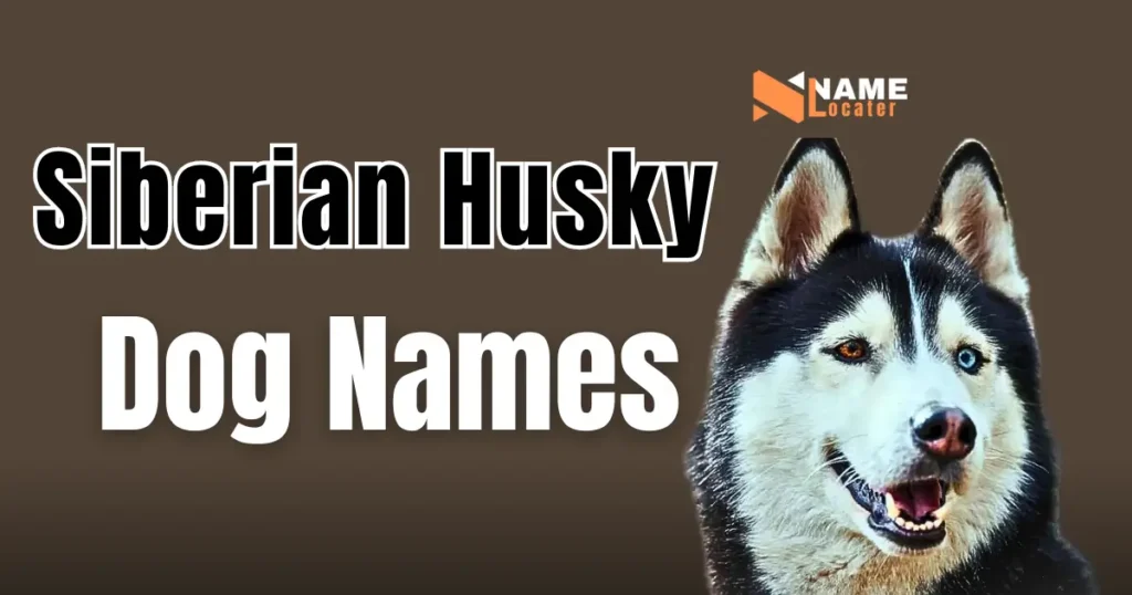 A list of names for Siberian Husky dog