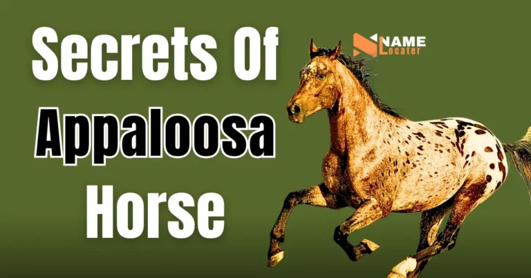 Appaloosa horse Characteristics