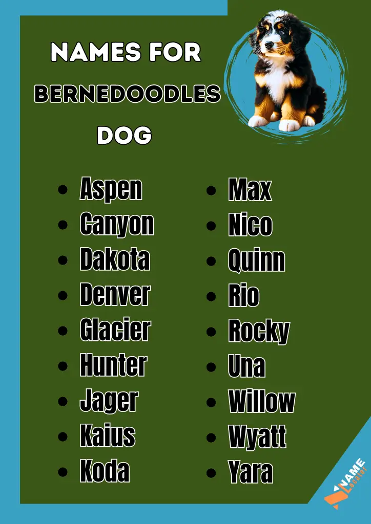 List of Bernedoodle dog names