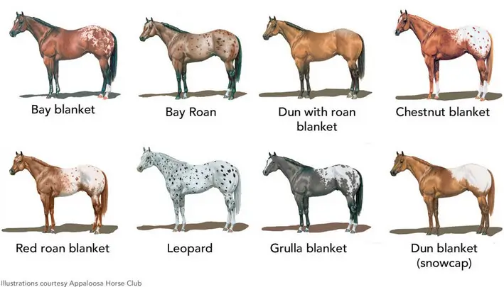 Color patterns of Appaloosa Horse