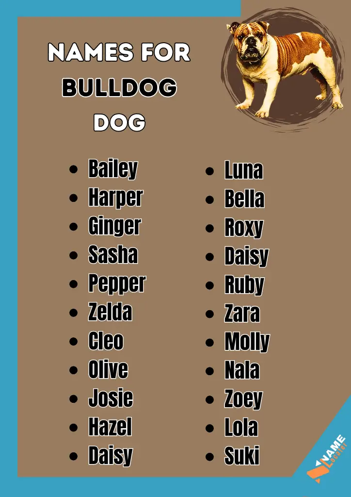 Names shops for english bulldogs