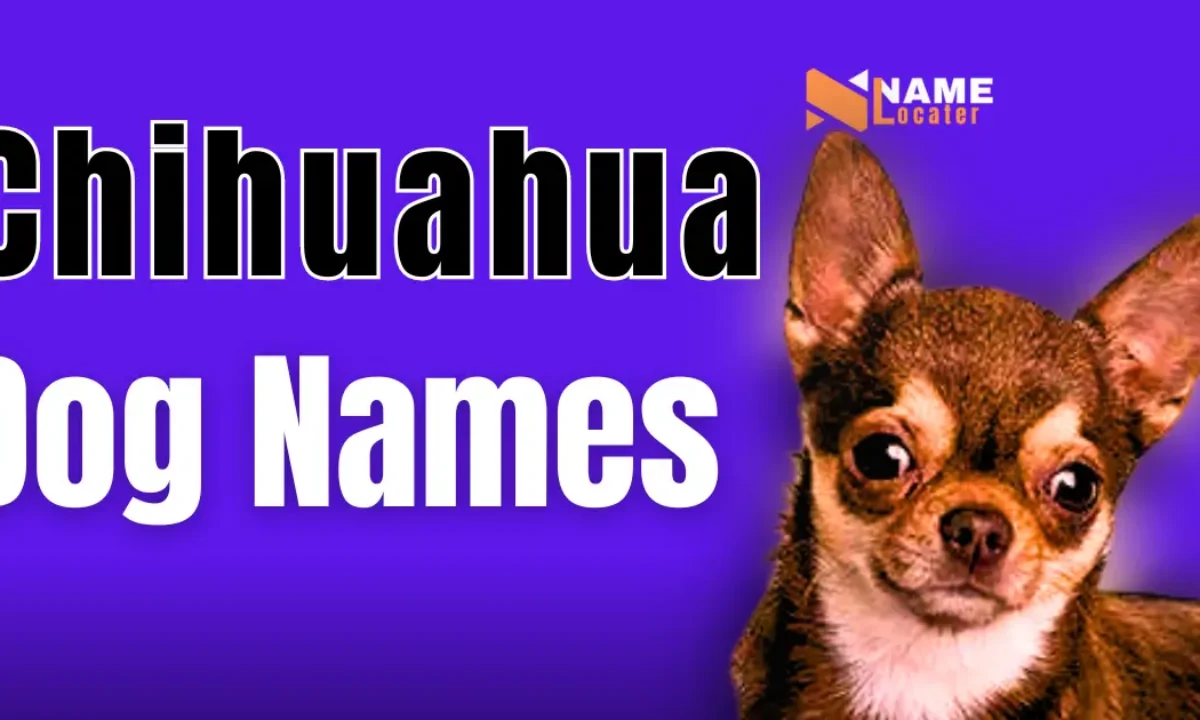 Cute chihuahua puppy shops names