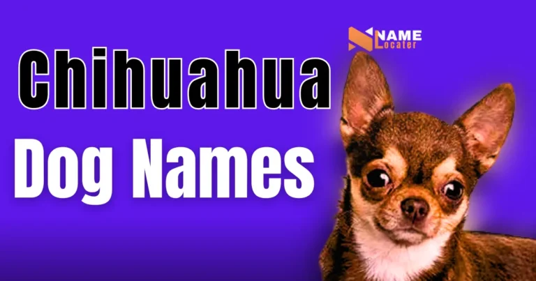 A bold and vibrant graphic with a purple background titled "Chihuahua Dog Names" in large, black and white text. On the right side, there is an image of a Chihuahua dog looking directly at the viewer.