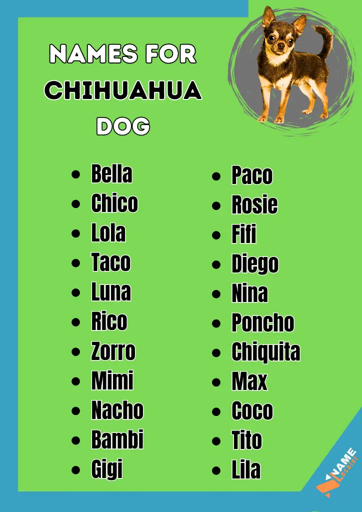 A colorful infographic titled "Names for Chihuahua Dog" with a list of popular Chihuahua dog names displayed in two columns on a green background. The left column includes names like Bella, Chico, Lola, Taco, Luna, Rico, Zorro, Mimi, Nacho, Bambi, and Gigi. The right column includes names like Paco, Rosie, Fifi, Diego, Nina, Poncho, Chiquita, Max, Coco, Tito, and Lila. An image of a Chihuahua dog is featured on the top right corner.