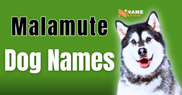 A cute Alaskan Malamute dog with brown eyes is looking at the camera with its tongue sticking out. The words "Malamute Dog Names" are on the green background, with a logo of Name Locator on the top right corner.