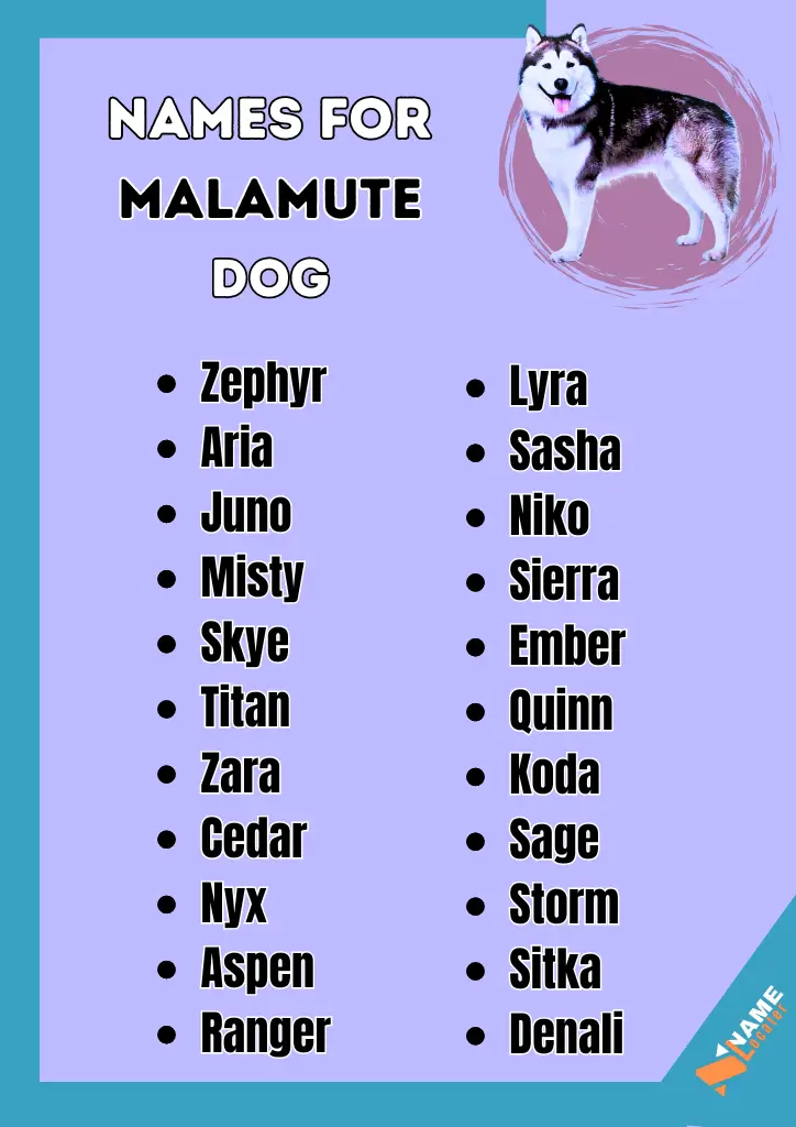  A purple and blue graphic with a black husky dog in the top right corner. The graphic has a list of names for a Malamute dog, in black on white circles.