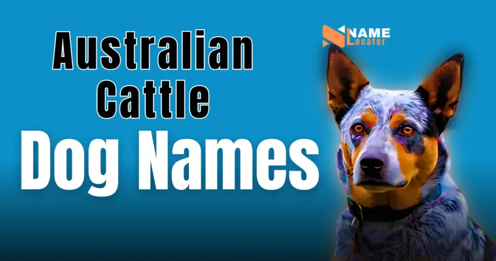 A striking image featuring a Blue Heeler (Australian Cattle Dog) with the text "Australian Cattle Dog Names" in bold, designed to inspire pet owners in finding the perfect name for their loyal, hardworking dog.