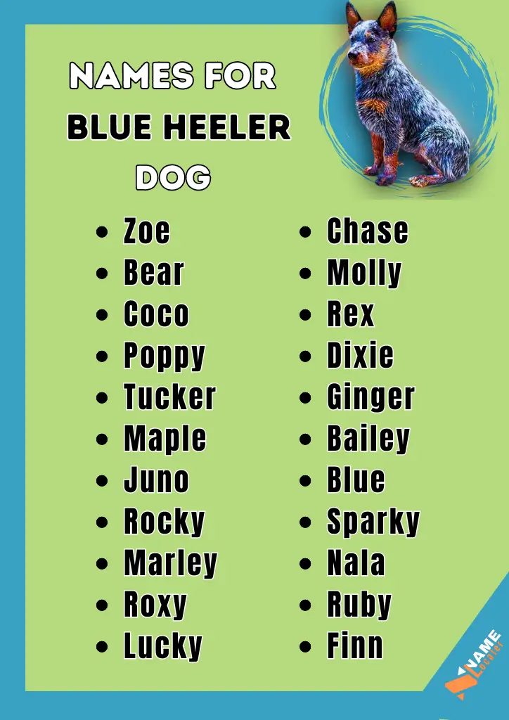 A colorful image listing popular names for Blue Heeler (Australian Cattle Dog), including names like Zoe, Rex, Marley, and Finn, to help new pet owners find the perfect name for their dog.