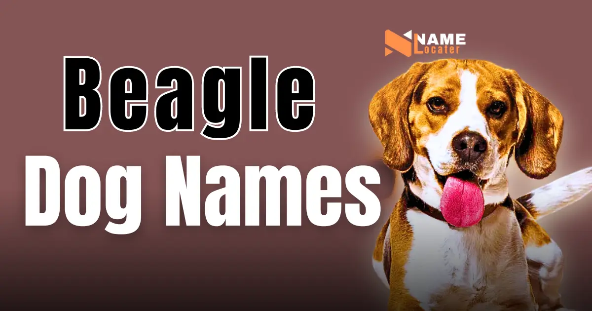 A Beagle dog with its tongue out, alongside bold text that reads "Beagle Dog Names" with a fun and vibrant design.