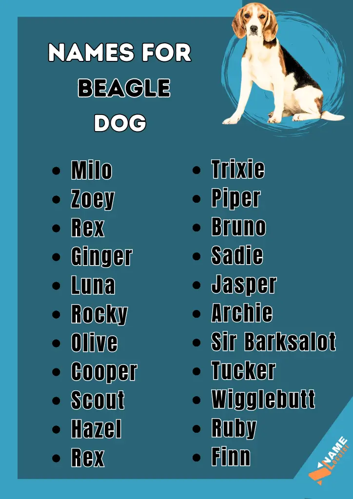 A list of Beagle dog names displayed with bold text and a playful blue background featuring a Beagle sitting on the side.