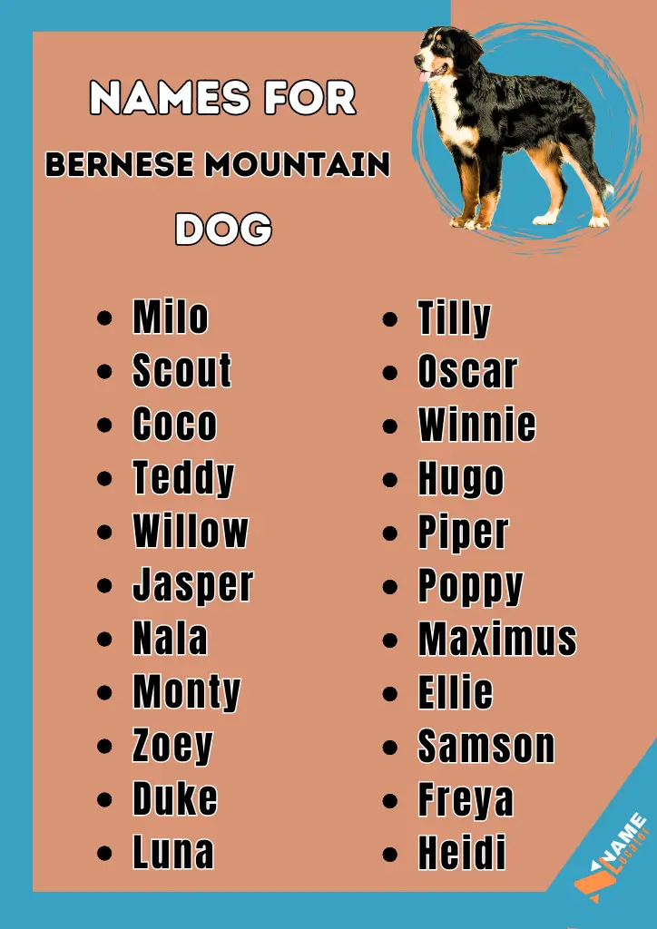 List of Names for Bernese Mountain Dog - A creative name board featuring popular names for Bernese Mountain Dogs, with a playful dog image.