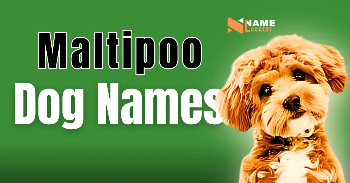 Maltipoo Dog Names graphic with a cute Maltipoo puppy on a green background, featuring the text 'Maltipoo Dog Names' and a logo at the top right.