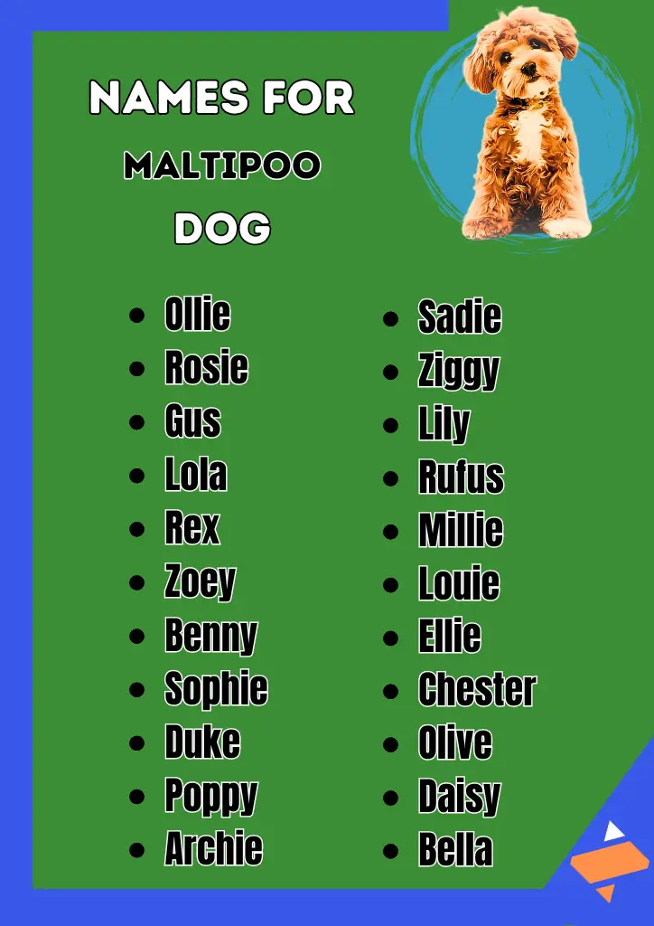 List of cute names for Maltipoo dogs displayed in a green background with a picture of a fluffy Maltipoo puppy in the top right corner.